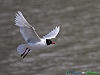 Uccelli charadriiformi 01 - Gabbiano corallino.jpg